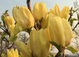 yellow bird magnolia 2017-04-11 closeup3